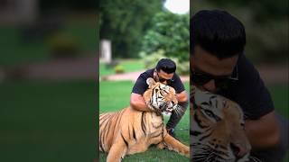 Loves To Kiss My Bengal Tiger Rocky | Nouman Hassan |