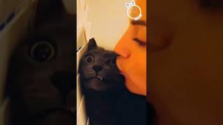 cute cats kiss #cat #funny #catcomedy