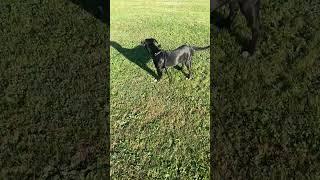 Slow motion of Dixie running