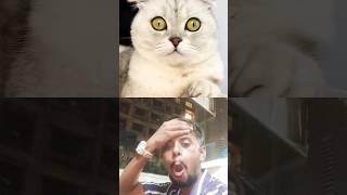 Cat #funny #cat WORKS#Shorts#short video #ytshoot #trending Maijik