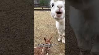 Send you a kiss #alpaca #alpacas #alpacasoftiktok #alpaca_loves #cute #usa