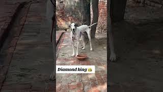 King diamond #doglover #unfreezemyacount