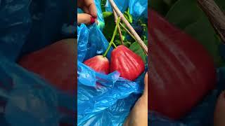 Jambu Air Merah Jumbo #jambuair