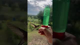 Woman Hand Feeds a Hummingbird Using a Feeder