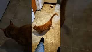 Freddy's kiss! #gingercat #cat #trending #shorts #nfl #cutecat #catlover