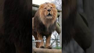 Leader of jungle #lion #animals #lionsroar #tiger  #lionking #wildlife #shortvideo #shortfeed #viral