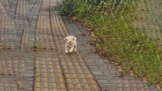 Stray Puppy Was Cold and Wet, Hastily Ran to Kiss Me, Wagging Its Tail for Help