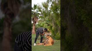 I Always Loves To Kiss My Bengal Tiger | Nouman Hassan |