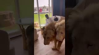 Dubai sheikh lion roaming mansion