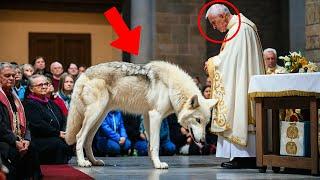 Wolf Invades Church, Priest Decides to Follow the Wolf and Breaks Down in Tears for This Reason...