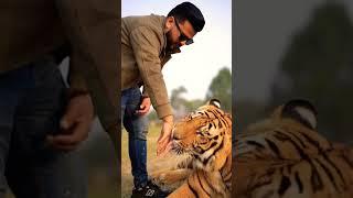 Big Tiger Loves to Kiss on my Hand | Nouman Hassan