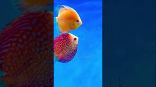 Most beautiful Discuss fish #shorts #shortsfeed #super #aquariumfish #freshwaterfish #highdemand