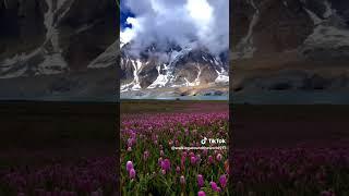 Telecho in monsoon #nature #flower#shortvideo#explore#messi#cristianoronaldo