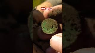 Wheatie |1850s church |metal detecting with Xp Deus2 #fun #maine #fatherson #treasure