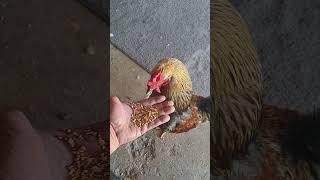 Feeding the rooster, IPhone 11, to Queensryche.  SPEAK!