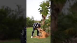 I Always Loves to Kiss My Tiger Rocky | Nouman Hassan |