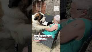 This Saint Bernard wanted to kiss grandma, but she wanted to escape! #saintbernarddog