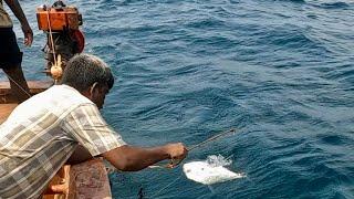 Catching Diamond Trevally, Cobia Fish & Bonito Fish in the Sea